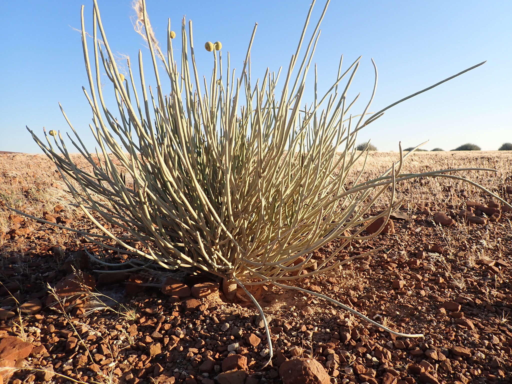 Image of Damara milk-bush