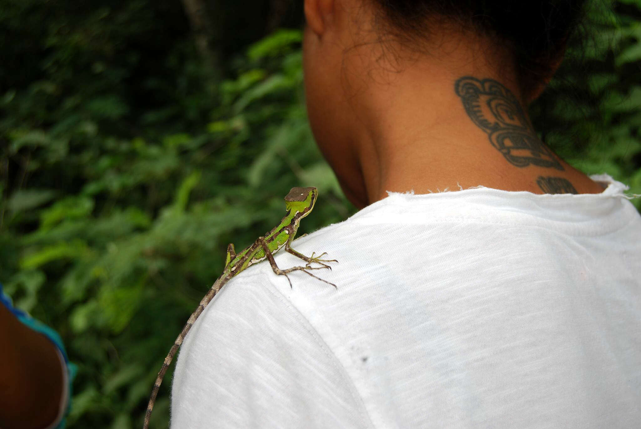 Image of Serrated casquehead iguana