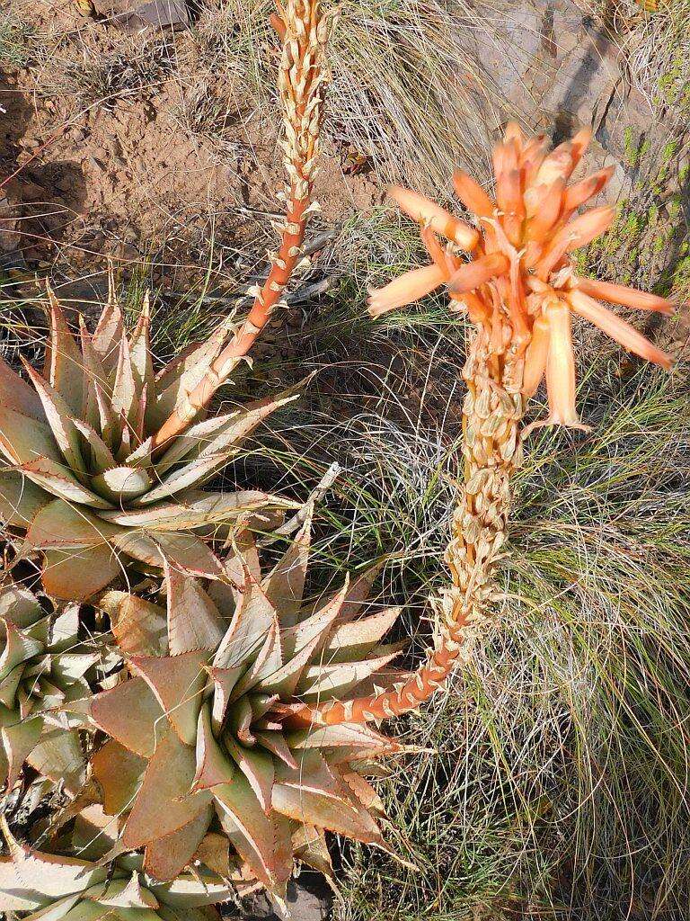 Plancia ëd Aloe glauca Mill.