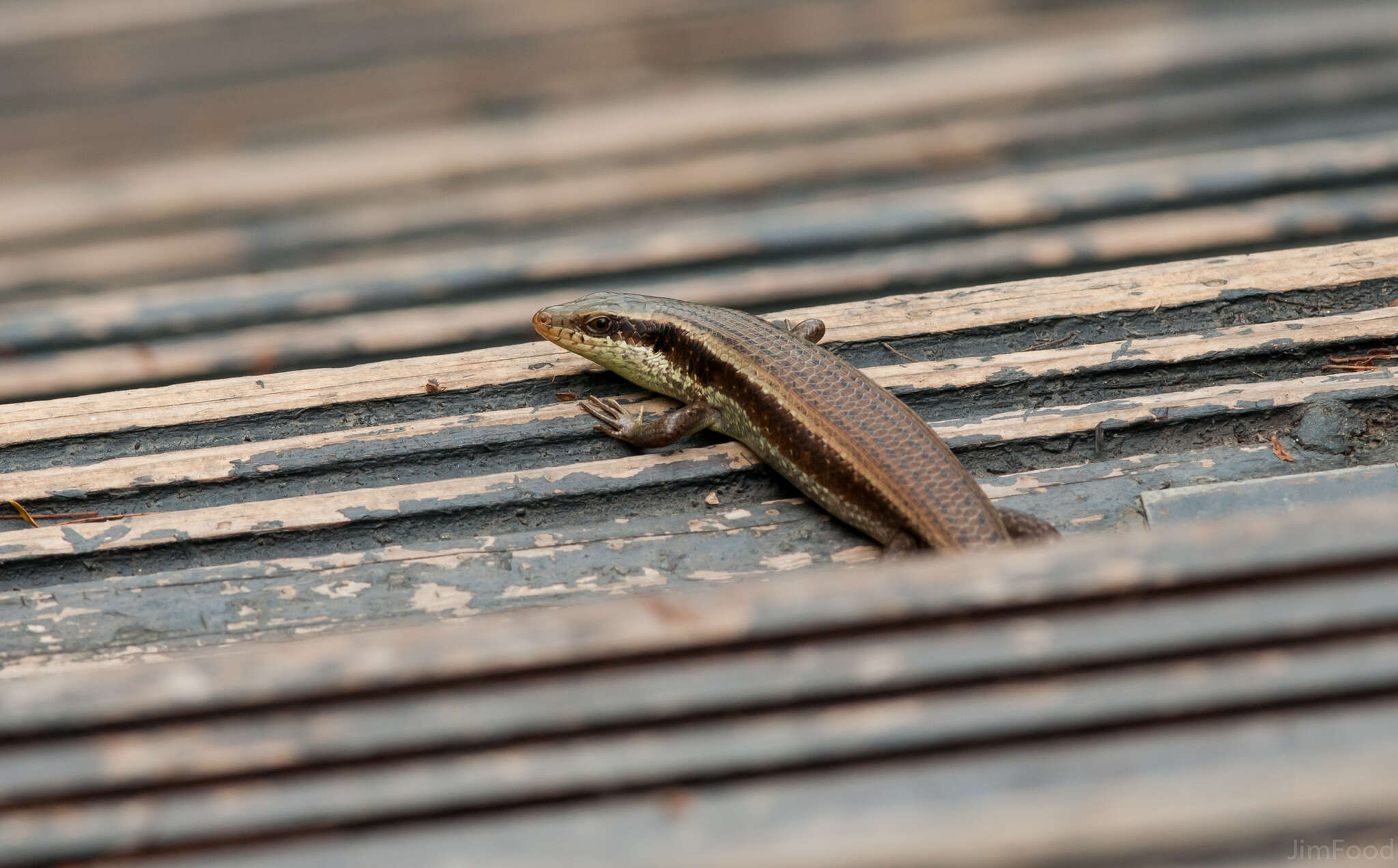 Eutropis longicaudata (Hallowell 1857) resmi