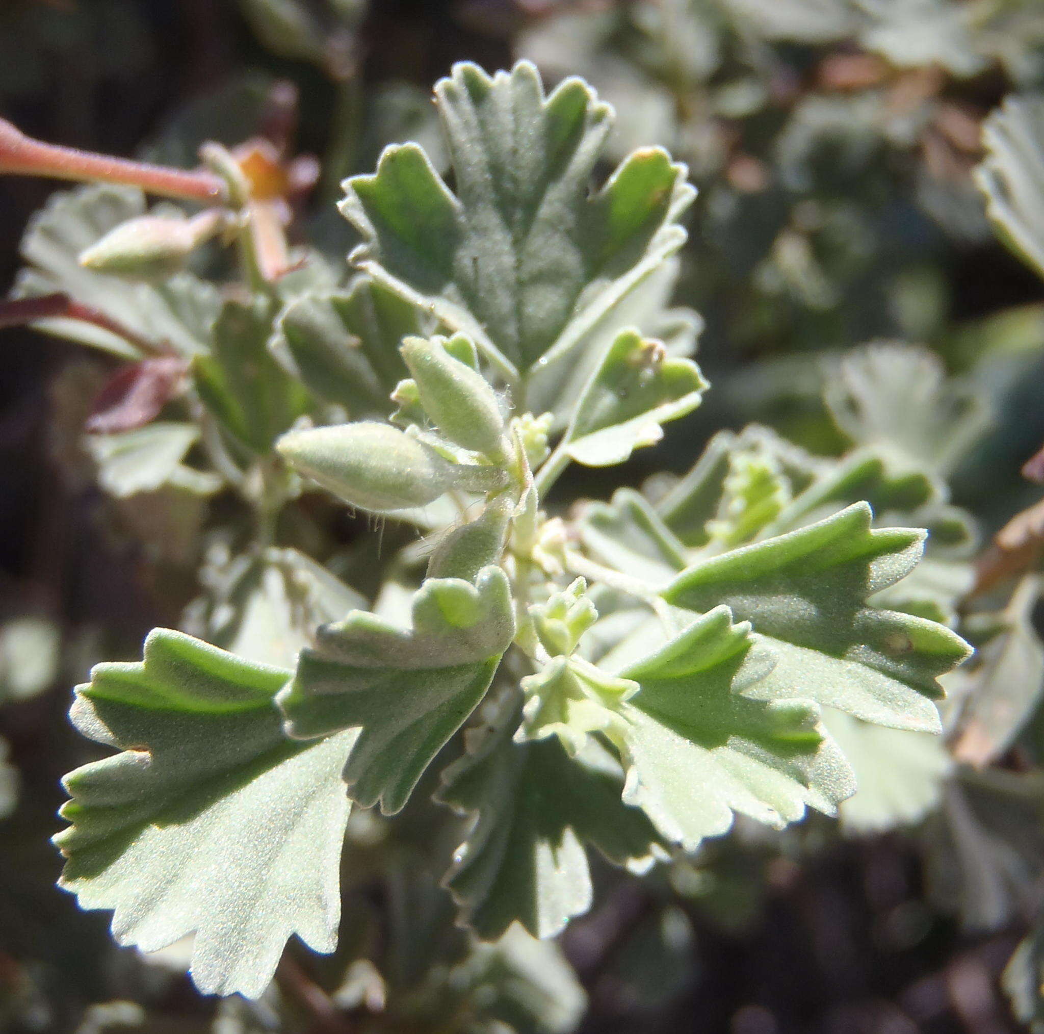 Imagem de Pelargonium exstipulatum (Cav.) L'Her.