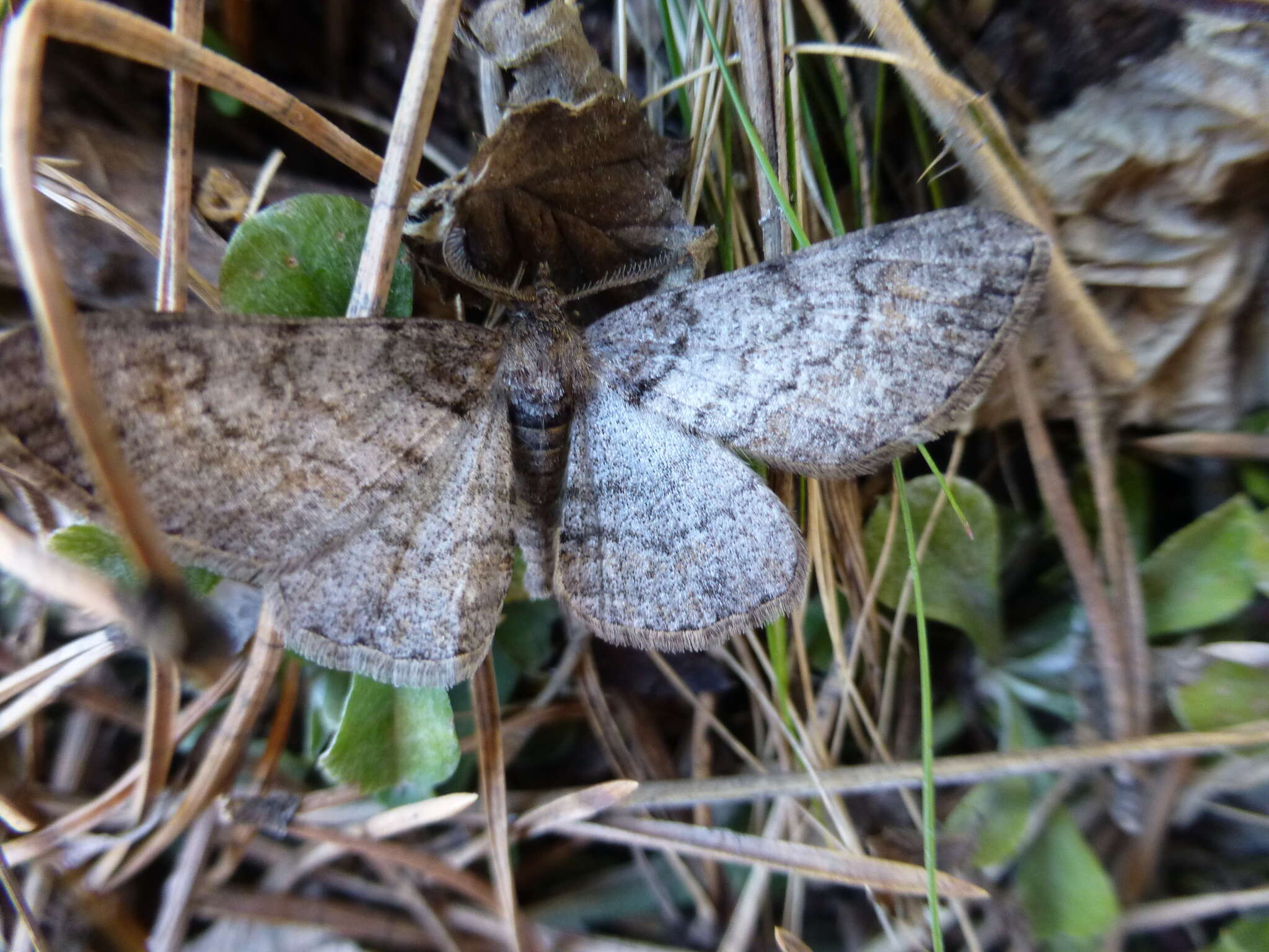 Image of ringed carpet