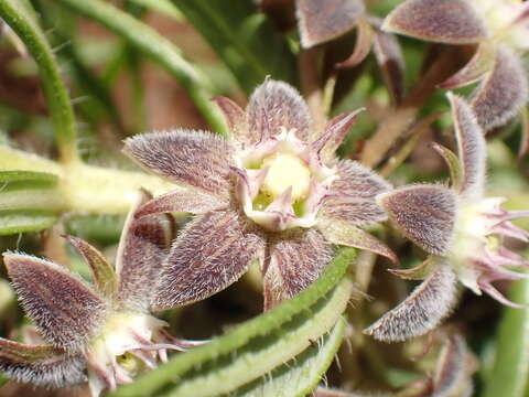 Image de Aspidoglossum ovalifolium (Schltr.) F. K. Kupicha