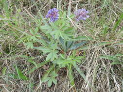 Imagem de Psoralea cuspidata Pursh