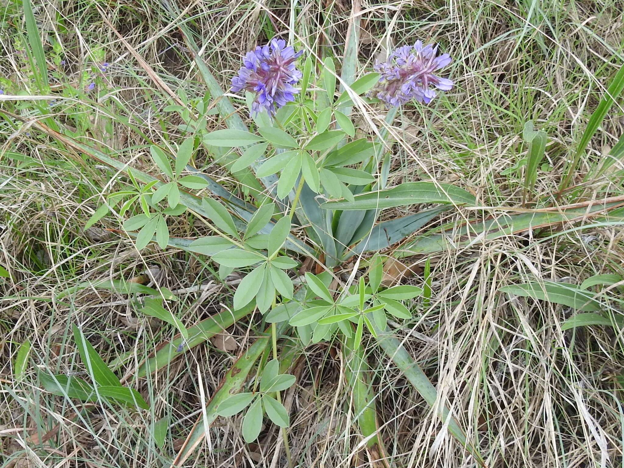 Imagem de Psoralea cuspidata Pursh