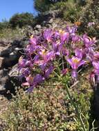 Image of Alstroemeria zoellneri Ehr. Bayer