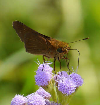 Image of Long-windged Skipper