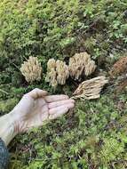 Image of Ramaria concolor (Corner) R. H. Petersen 1975