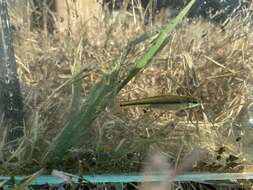 Image of Bullhead Minnow