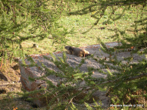 Imagem de Marmota subgen. Marmota Blumenbach 1779