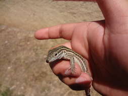 Image of Common Spotted Whiptail