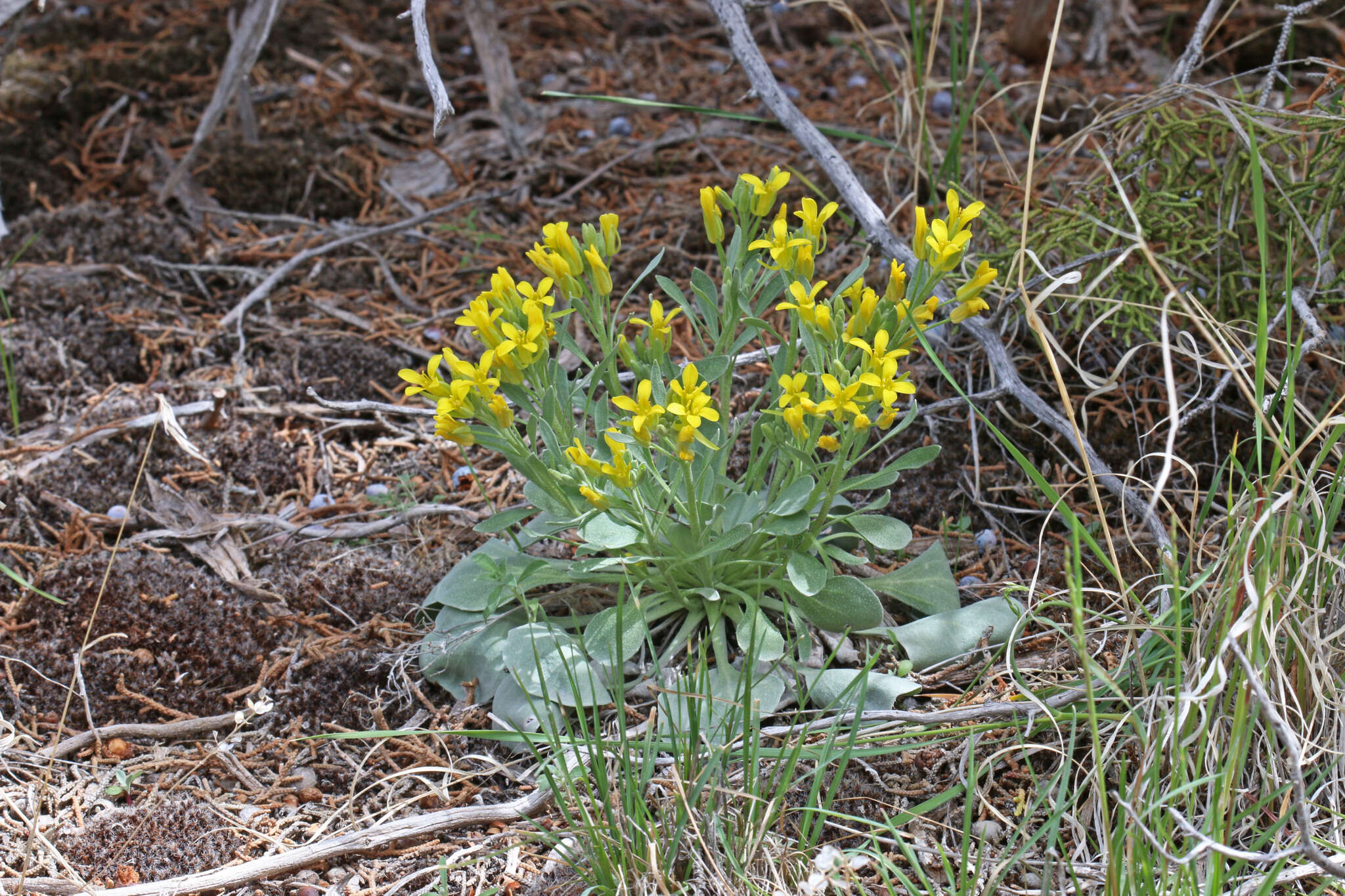 Image of Chambers' twinpod