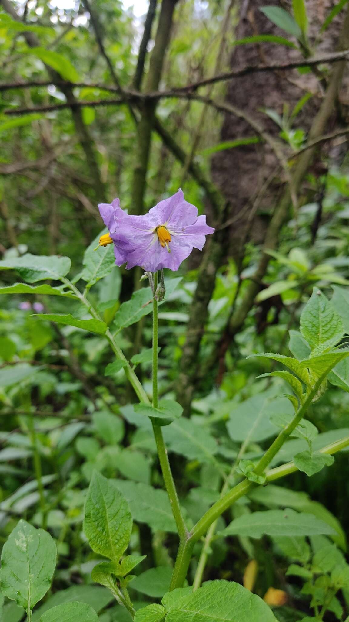 Solanum demissum Lindl.的圖片