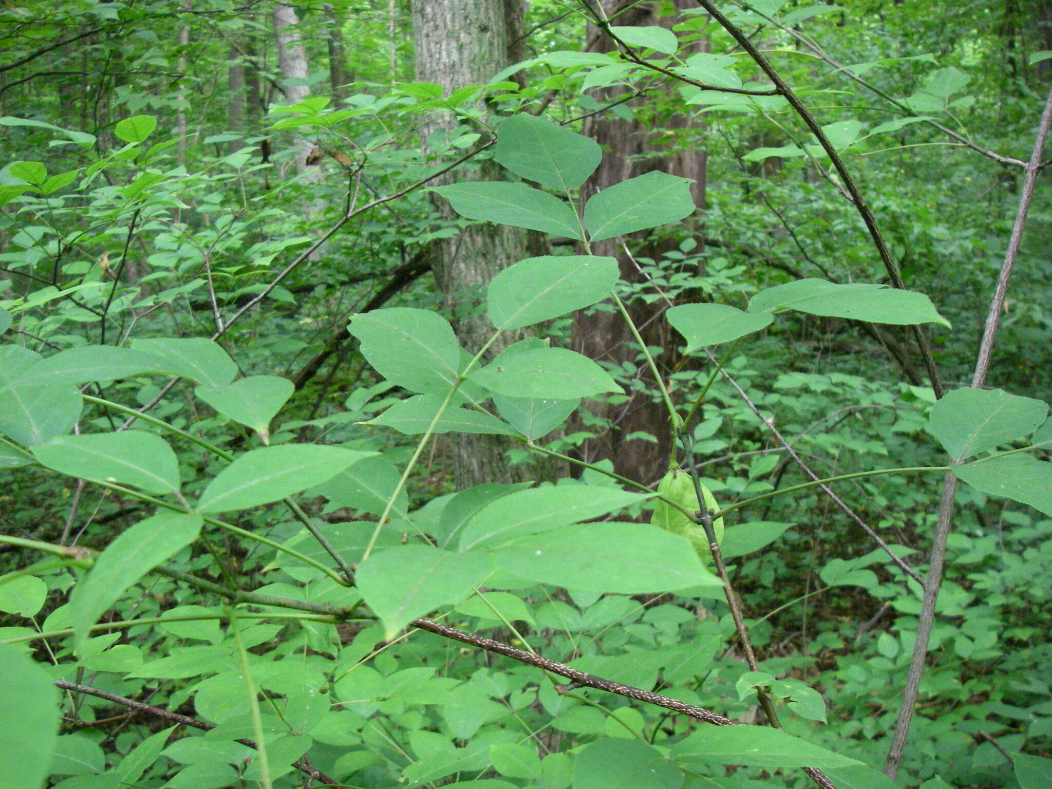 Imagem de Staphylea trifolia L.