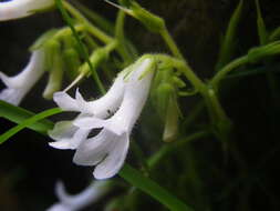 Image of Streptocarpus pusillus Harvey ex C. B. Clarke