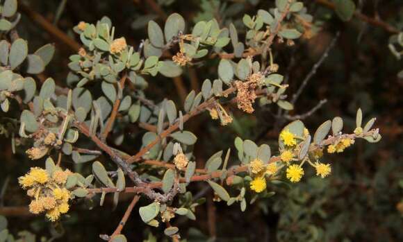 Слика од Acacia brachybotrya Benth.