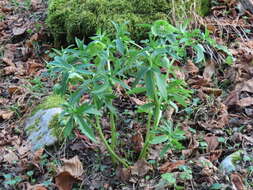 Image of Helleborus viridis subsp. occidentalis (Reuter) Schifner