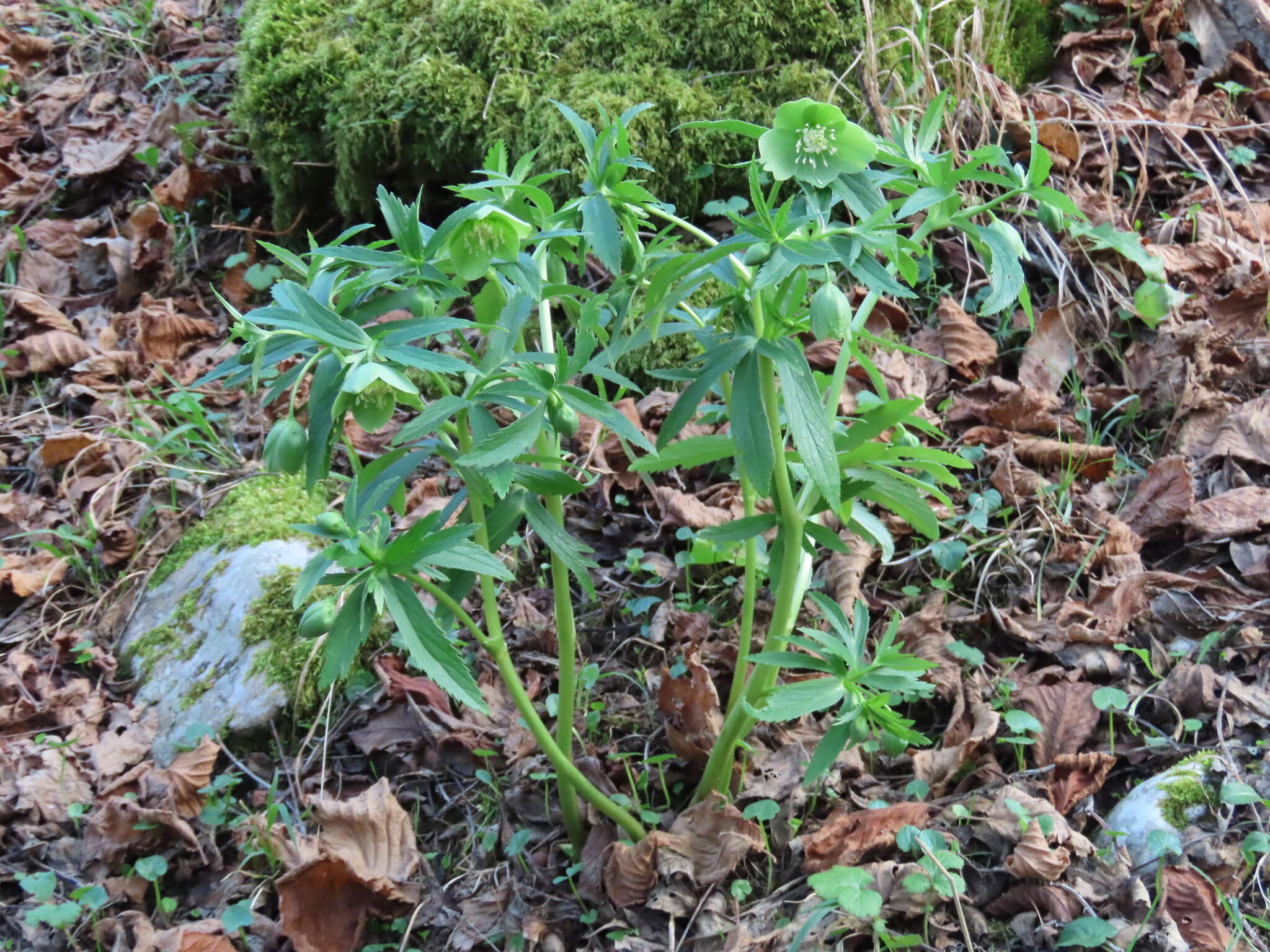 Image of Helleborus viridis subsp. occidentalis (Reuter) Schifner