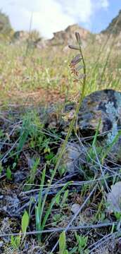 Image of Dipcadi serotinum (L.) Medik.