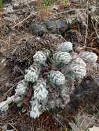 Image of oblongleaf stonecrop