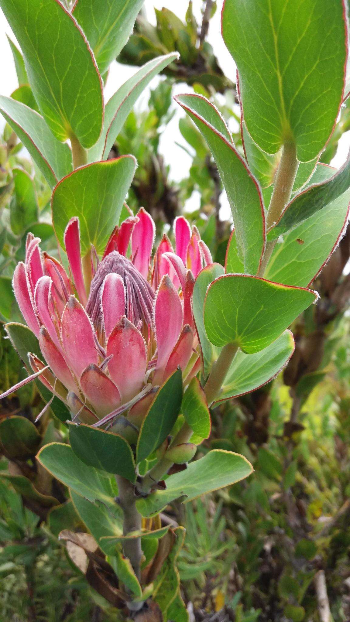 Image of Bot River protea