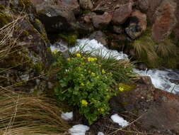 Image of Ranunculus nivicolus Hook.