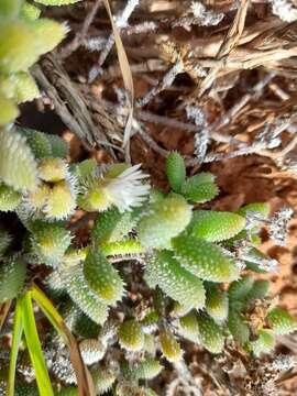 Image of Delosperma echinatum (Lam.) Schwant.