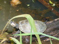 Image of Llanos Sideneck Turtle