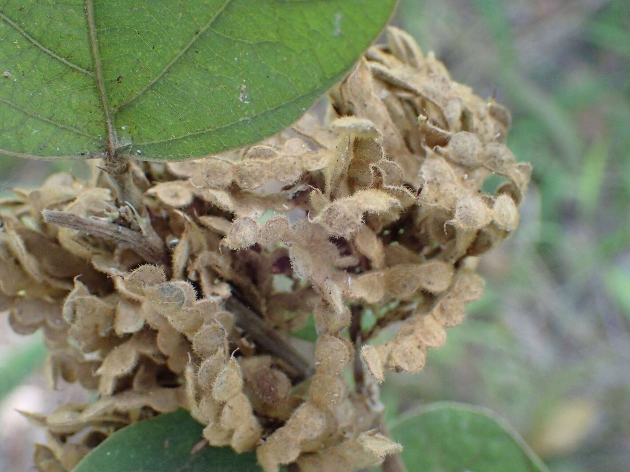 Image of Polhillides velutina