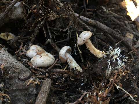 Image of Clitocybe albirhiza H. E. Bigelow & A. H. Sm. 1963