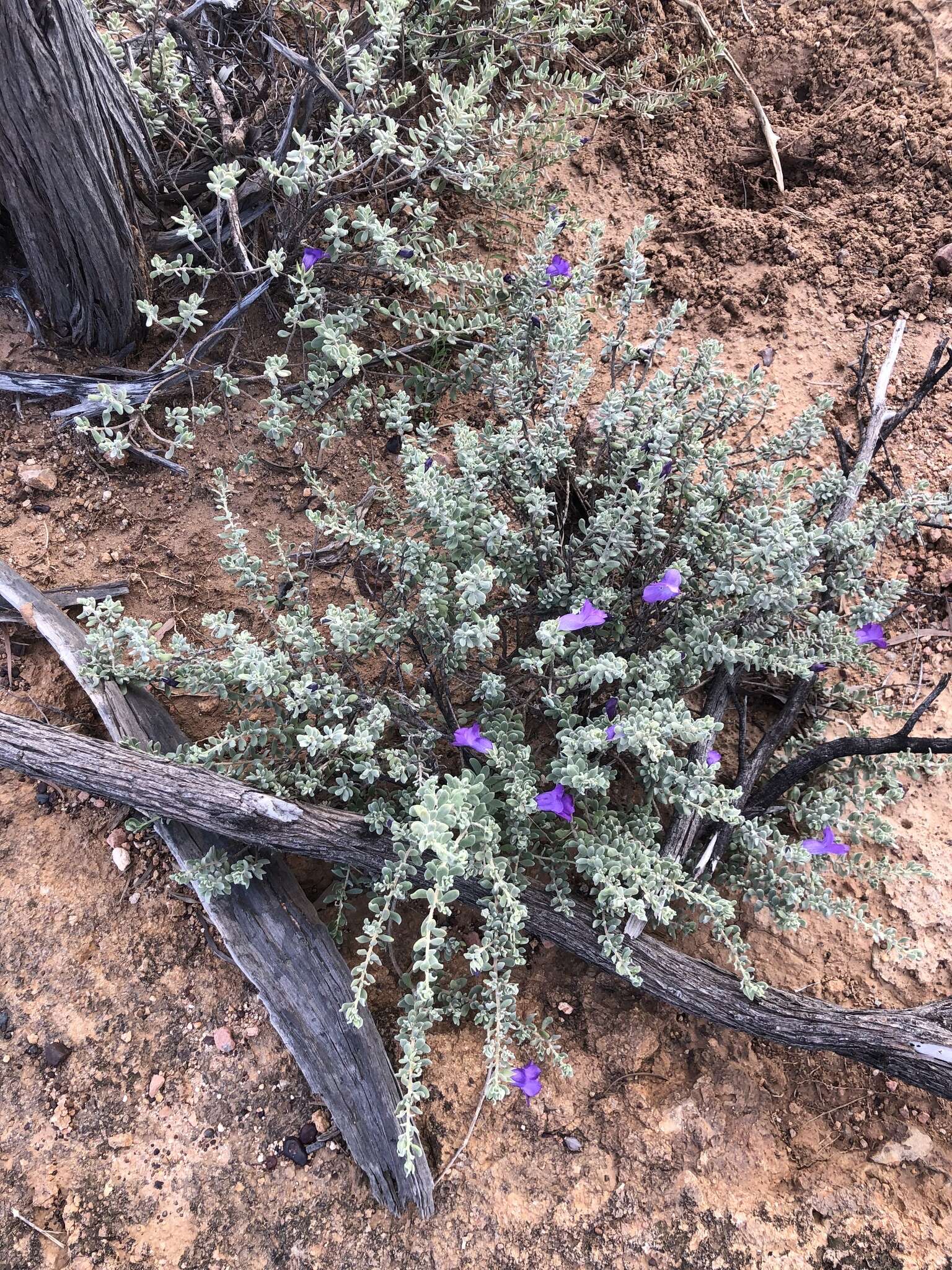 Image of Eremophila cordatisepala L. S. Smith