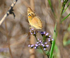 Слика од Junonia orithya madagascariensis Guenée 1872