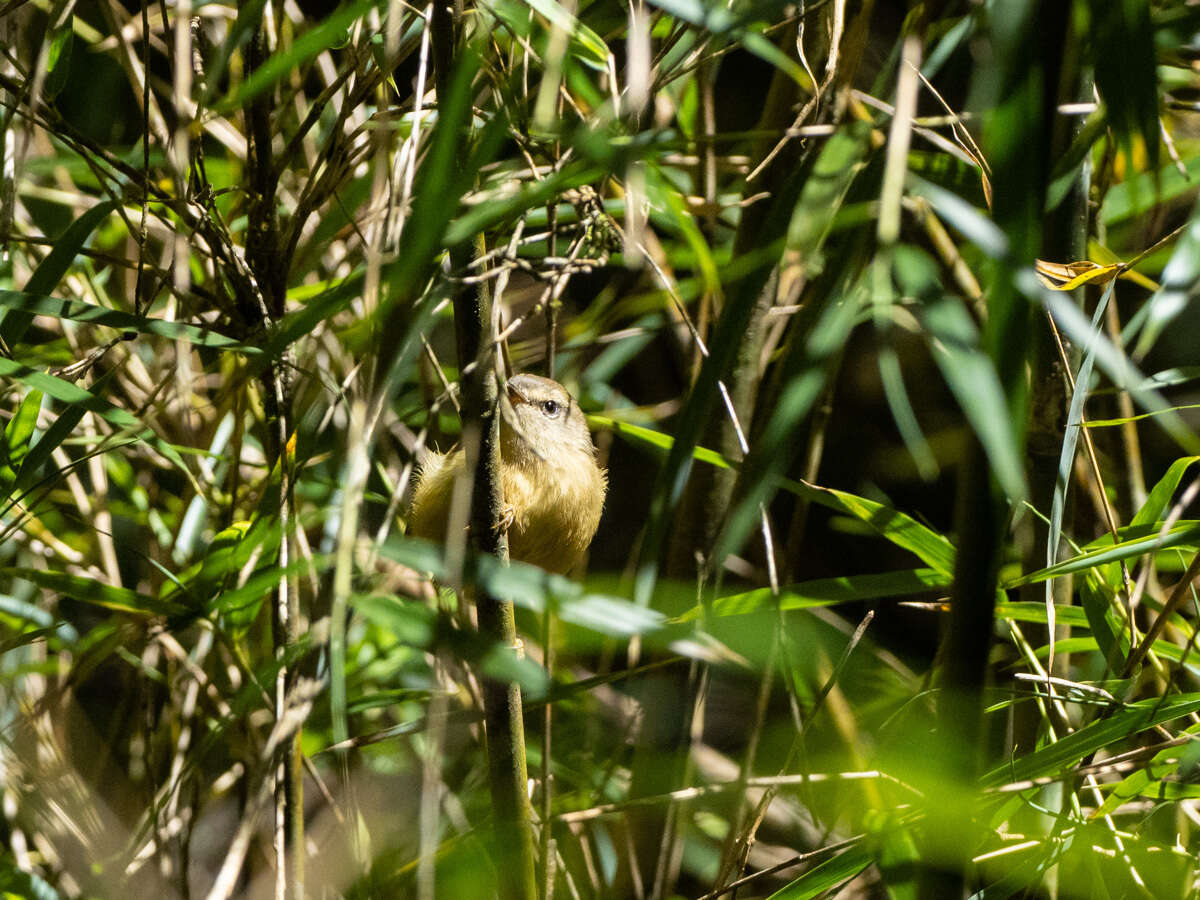 Image of Yellow-bellied Bush Warbler