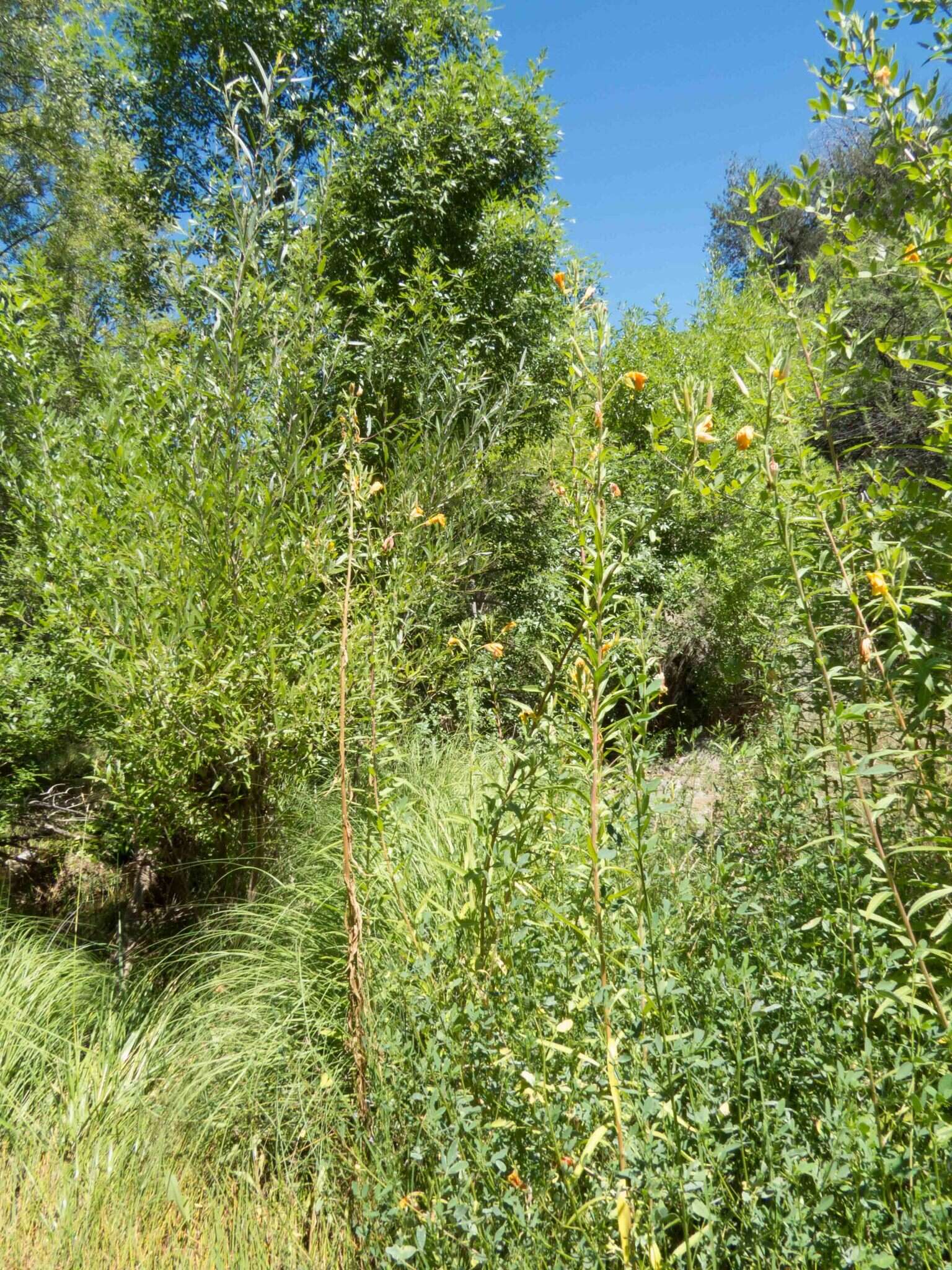 Imagem de Oenothera elata subsp. hirsutissima (A. Gray ex S. Wats.) W. Dietrich