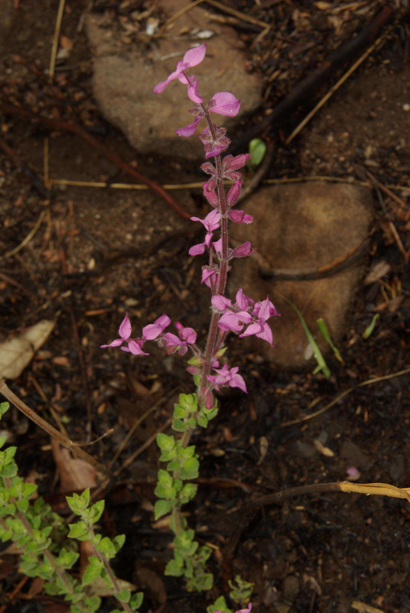 Image de Syncolostemon transvaalensis (Schltr.) D. F. Otieno