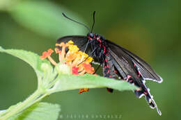 صورة Parides bunichus (Hübner 1821)