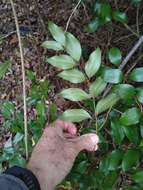 Sivun Ripogonum brevifolium Conran & Clifford kuva