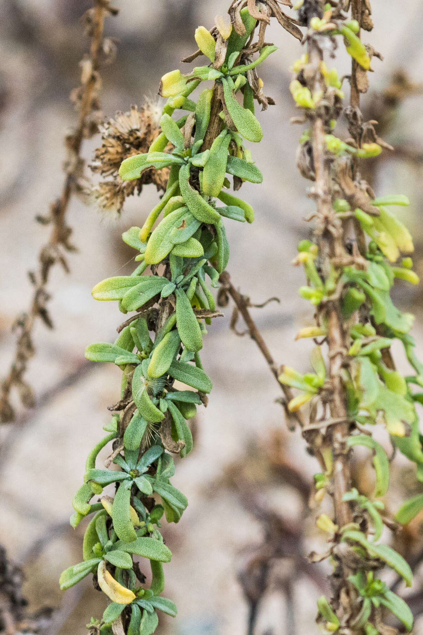 Image de Isocoma menziesii var. vernonioides (Nutt.) G. L. Nesom