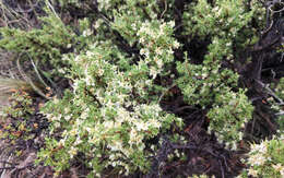 Image of desert bitterbrush