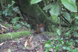 Image of Bicolored Antpitta