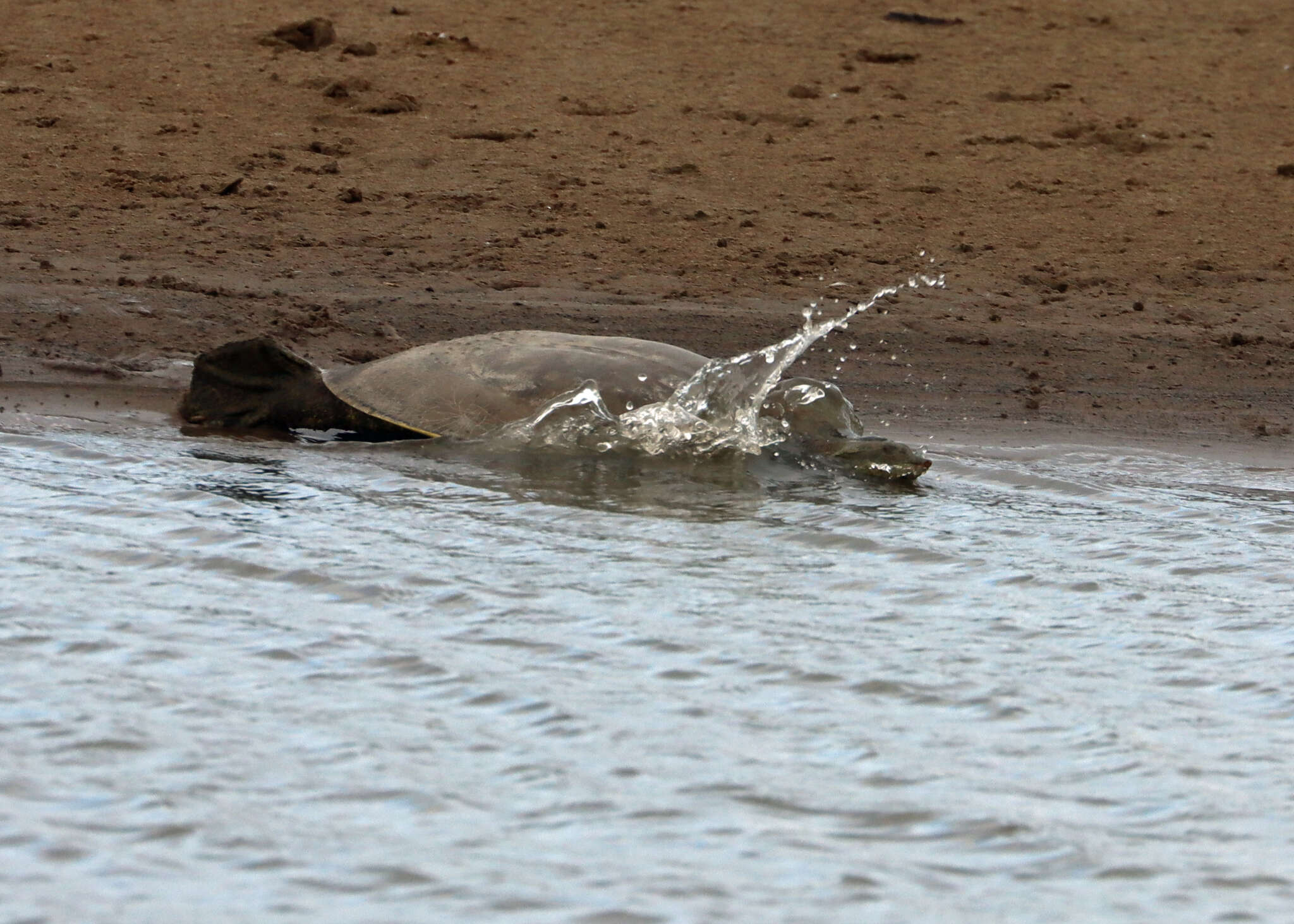 Image of Midland Smooth Softshell Turtle