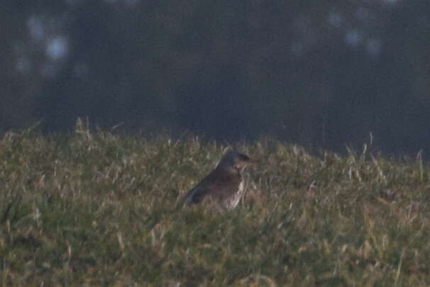 Image of Fieldfare