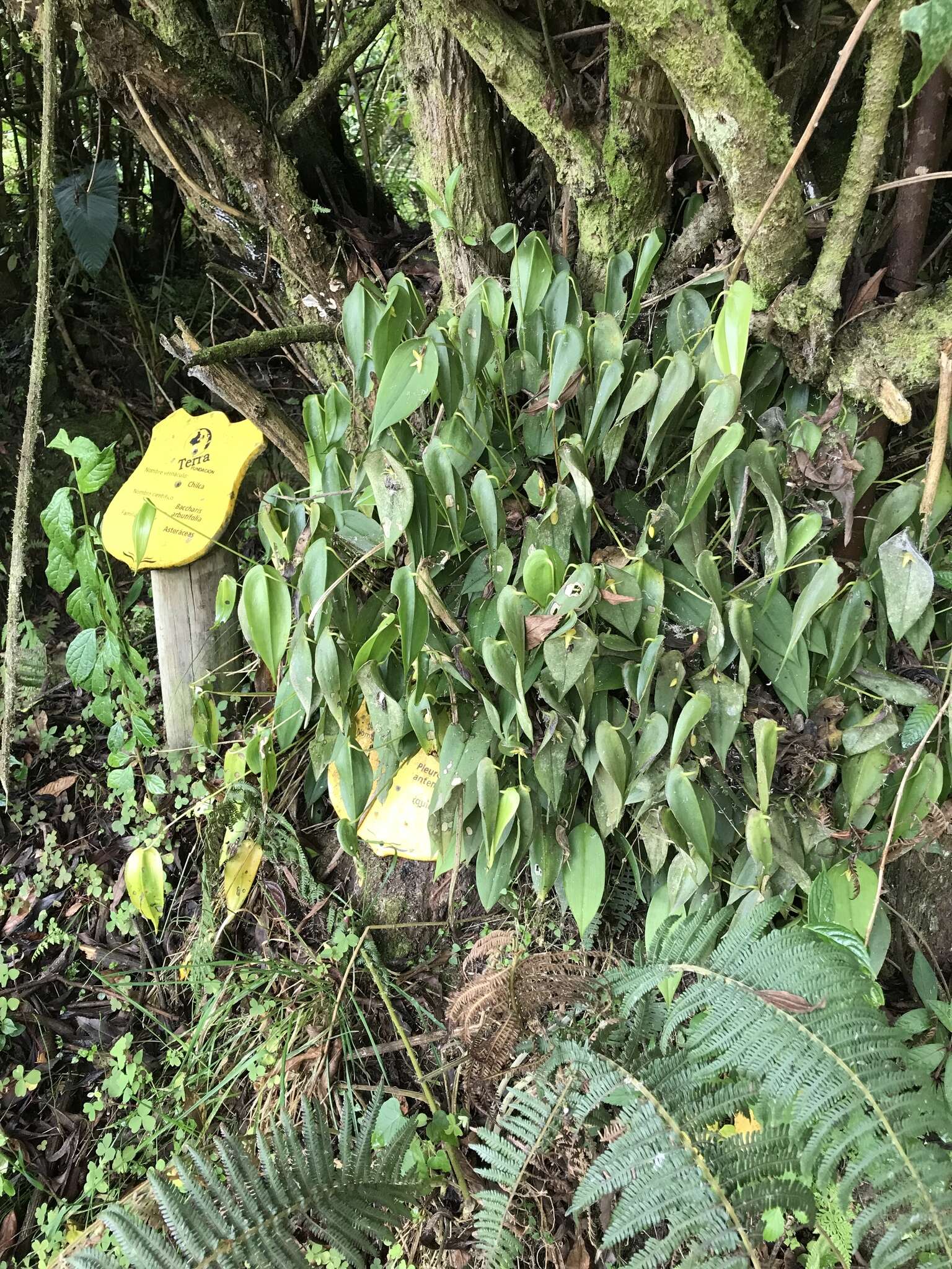 Imagem de Pleurothallis apopsis Luer