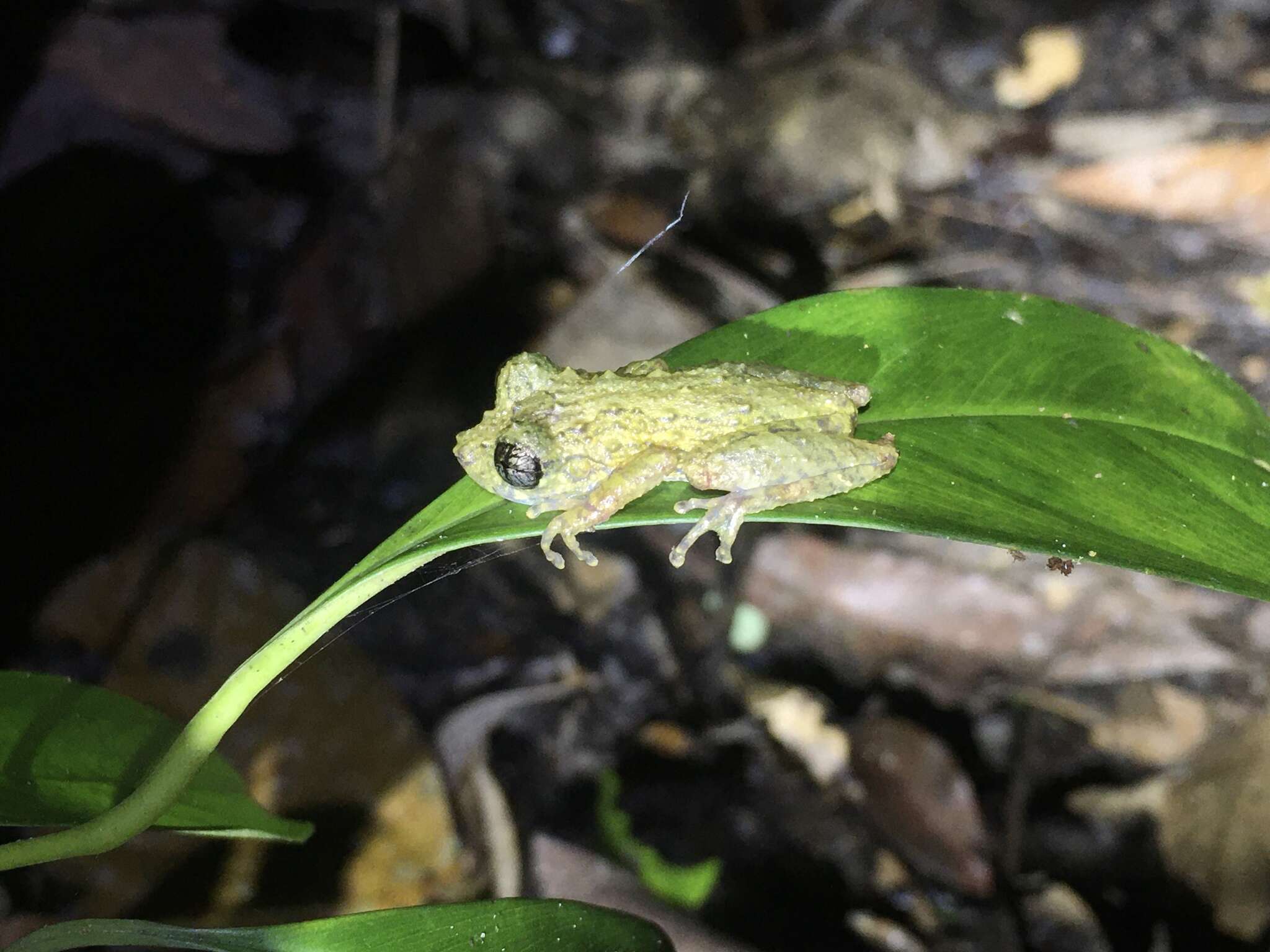 Image de Ololygon muriciensis (Cruz, Nunes & Lima 2011)