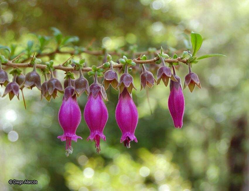 Image of Latua pubiflora (Griseb.) Baill.