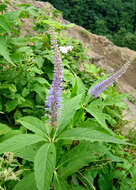 Image of Veronicastrum japonicum (Nakai) T. Yamazaki