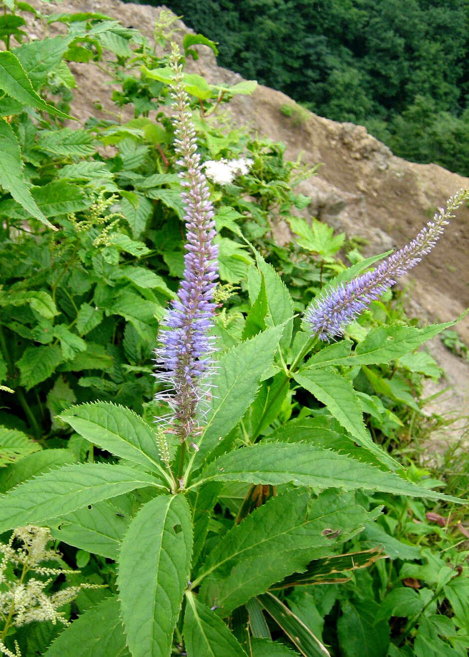 Image of Veronicastrum japonicum (Nakai) T. Yamazaki