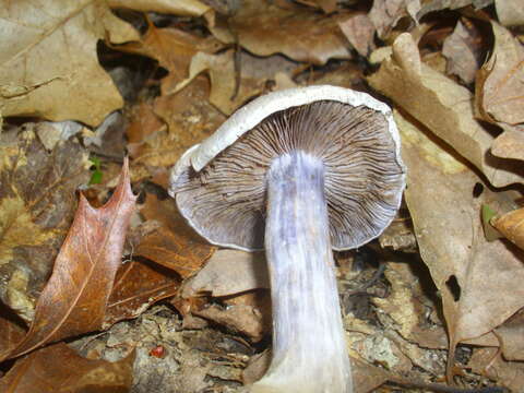 Image of light violet cortinarius