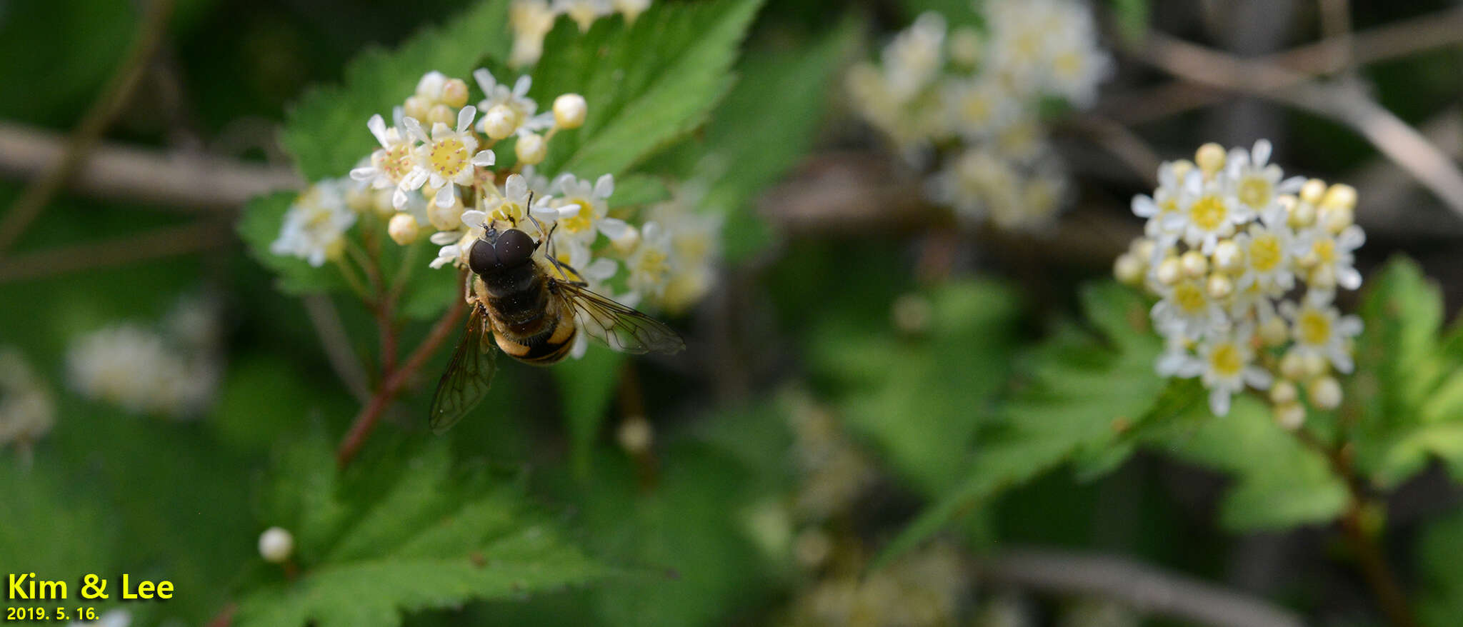 صورة Eristalis kyokoae (Kimura 1986)