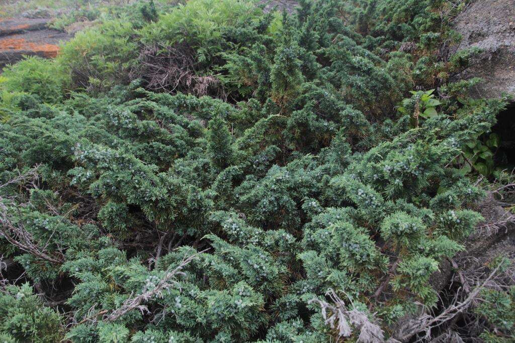 Image of Sargent juniper